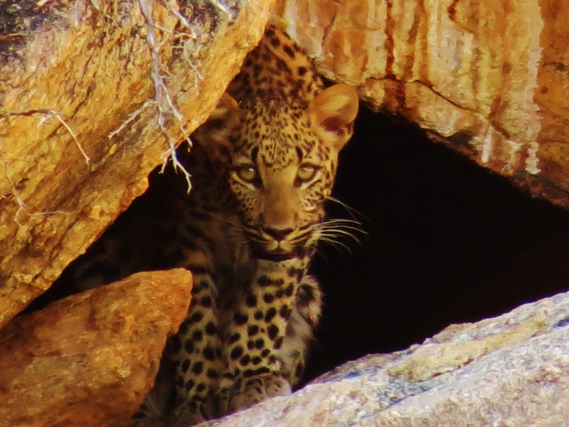 Un leopardo ci guarda dalla sua tana