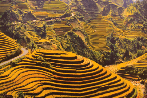 Settembre, il giallo delle risaie attorno a Sapa in Vietnam