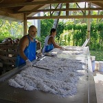 Nell'azienda Rito durante la lavorazione del cocco per farne delle creme