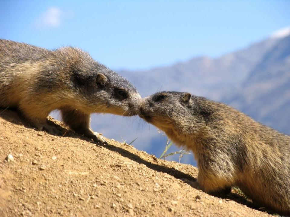 Due marmotte, un incontro abituale a Saas-Fee