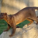 Il fossa è l'unico vero predatore del Madagascar e vive soltanto qui. Difficilissimo da vedere