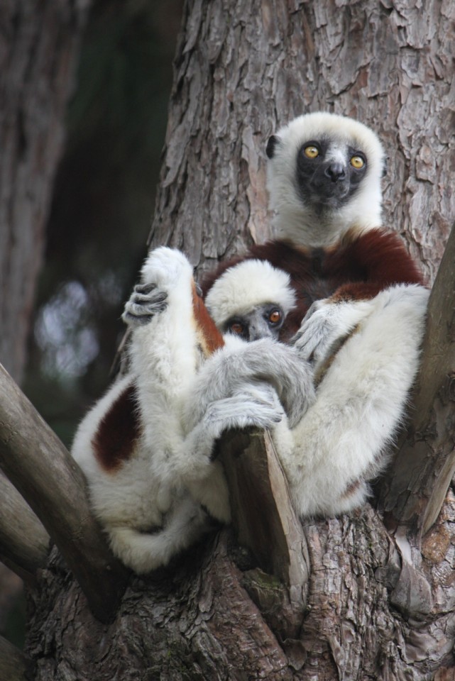 Un lemure Indri Indri con piccolo.