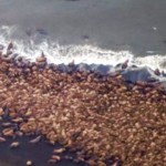 Trichechi  in spiaggia visti dall'alto