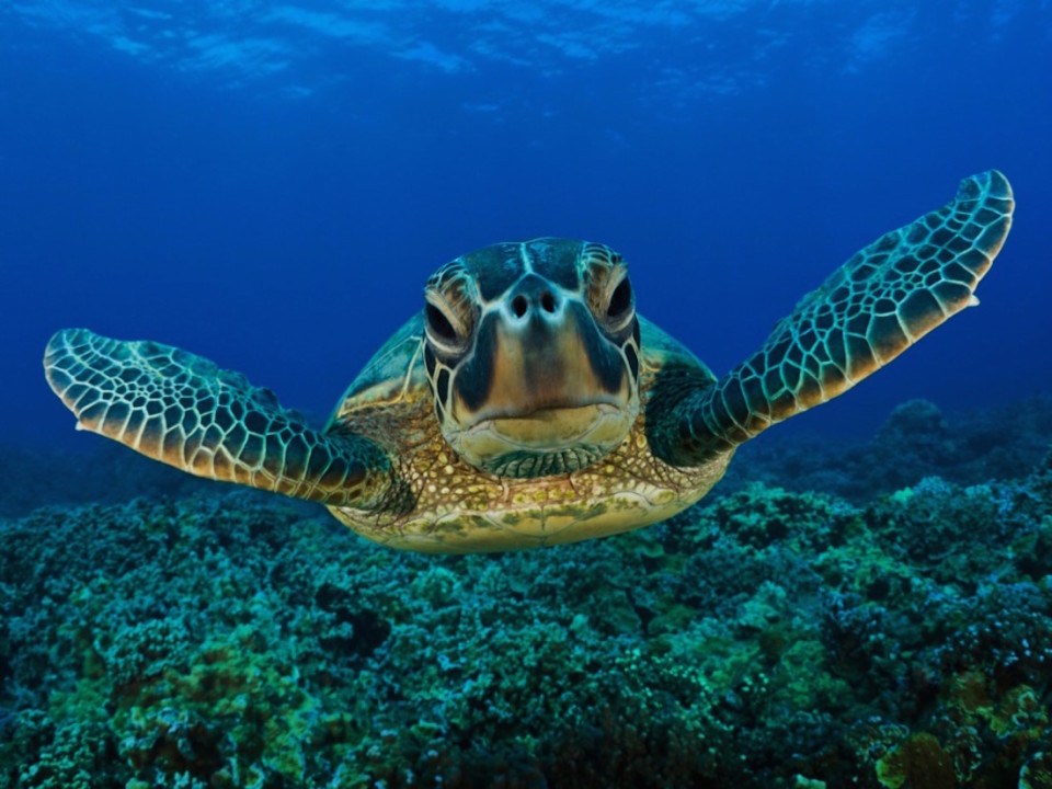 La specie delle tartarughe marine presente a Sombrero