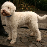 Un Lagotto, classico cane da tartufo