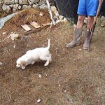 Un cane durante l'addestramento a cavare tartufi