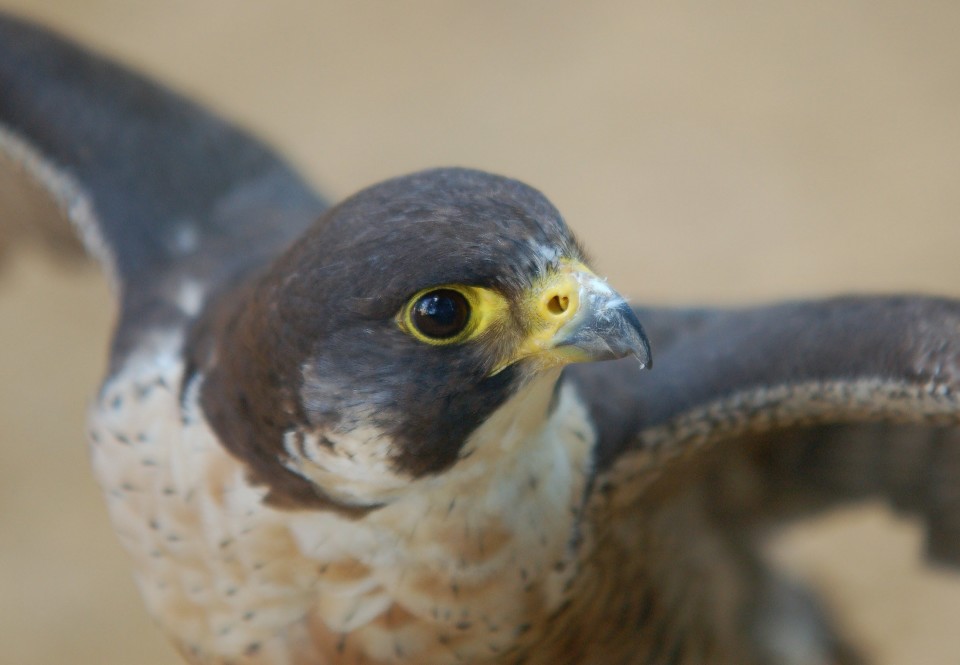 Il falco pellegrino