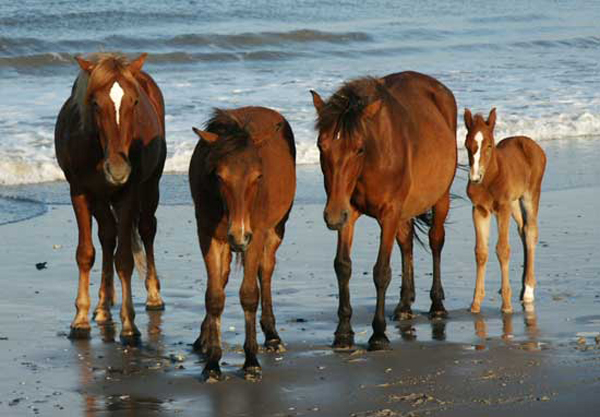 Mustang liberi