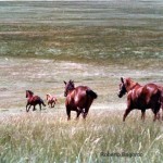 Mustangs selvaggi