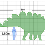 Stegosauro, le dimensioni
