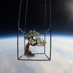 Il Bonsai di pino bianco mentre era nello spazio