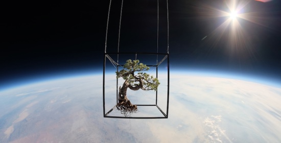 Il Bonsai di pino bianco mentre era nello spazio