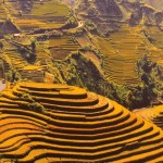 Il giallo delle risaie terrazzate patrimonio dell’Umanità attorno a Sapa