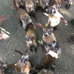 I coati che ti accopagnano nel percorso al Museo de La Venta