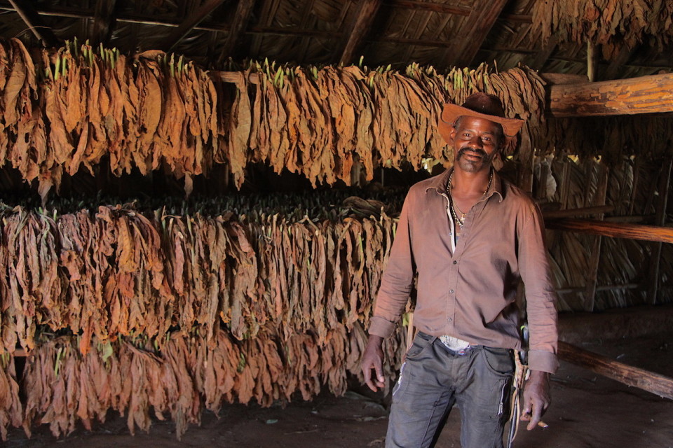 Tra le foglie di tabacco a Vinales