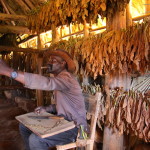 A Vinales si arrotolano i sigari