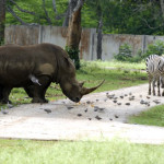 Avana, il Parque Zoológico Nacional