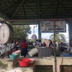 Il mercato pubblico del pesce a St Johns