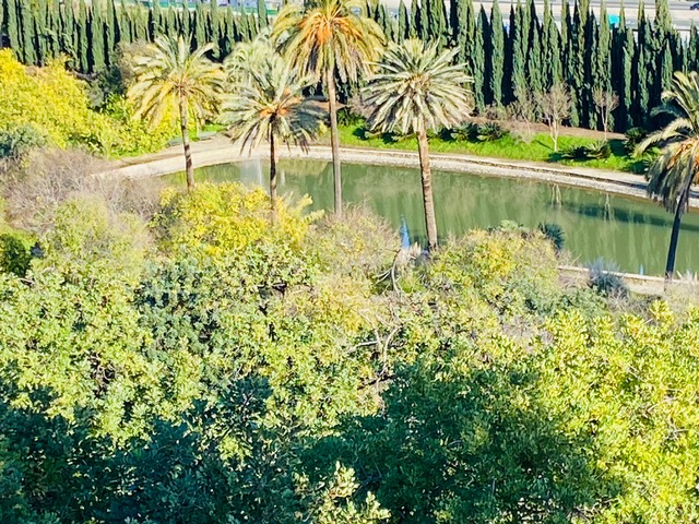 Palme e acqua per i fiori di loto