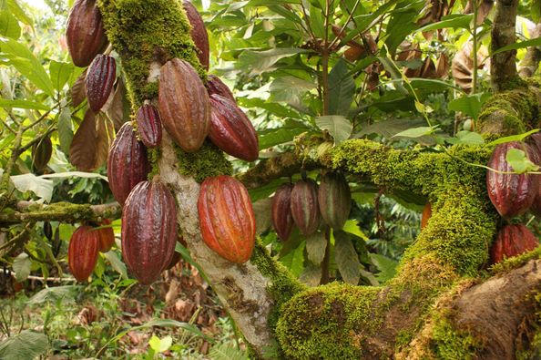 la-pianta-del-cacao