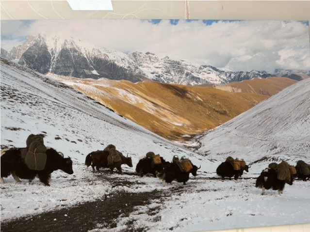 gli-yak-con-sullo-sfondo-parte-della-catena-himalayana-copyright-tourism-of-Bhutan