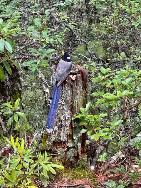 un-incontro-in-natura del Bhutan