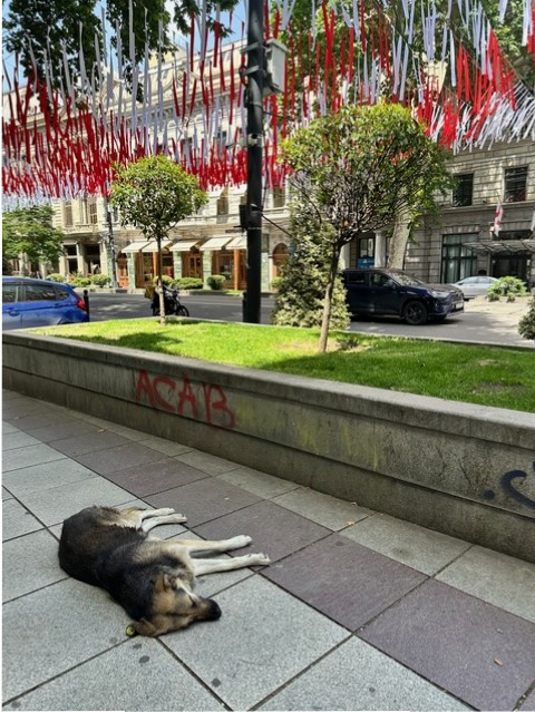 Tbilisi nel giorno dell'Indipendenza